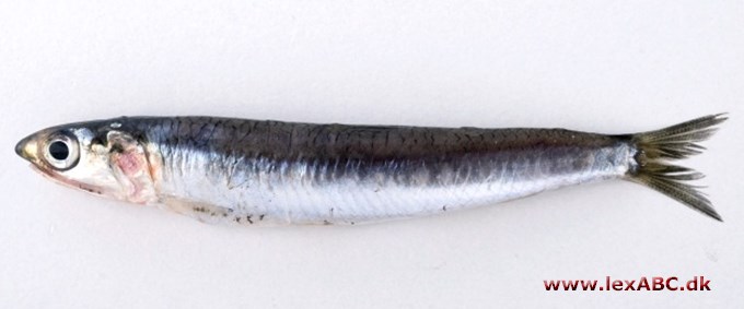 anchovis