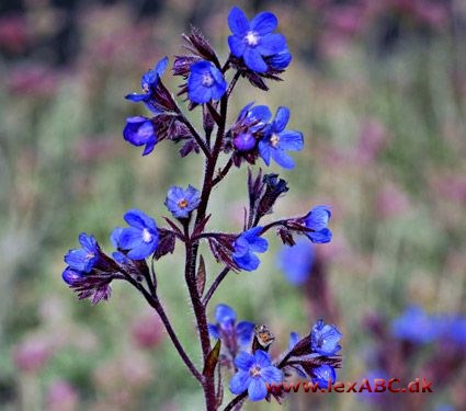 Anchusa