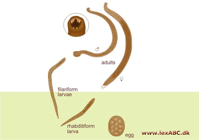 Ancylostoma