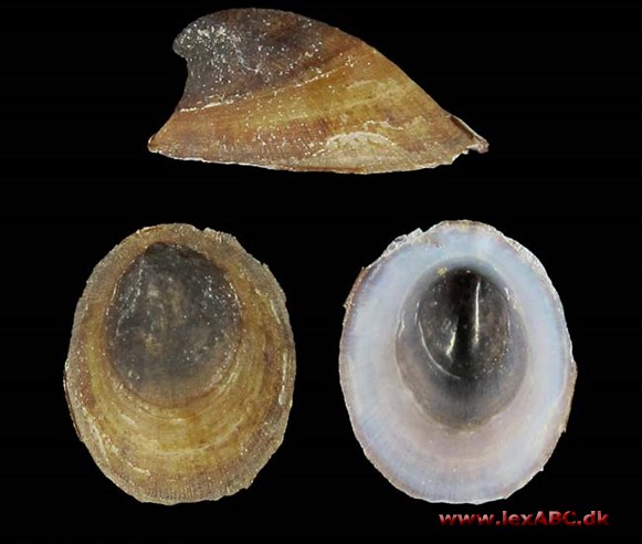 Ancylus fluviatilis