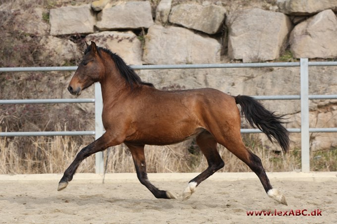 andalusier