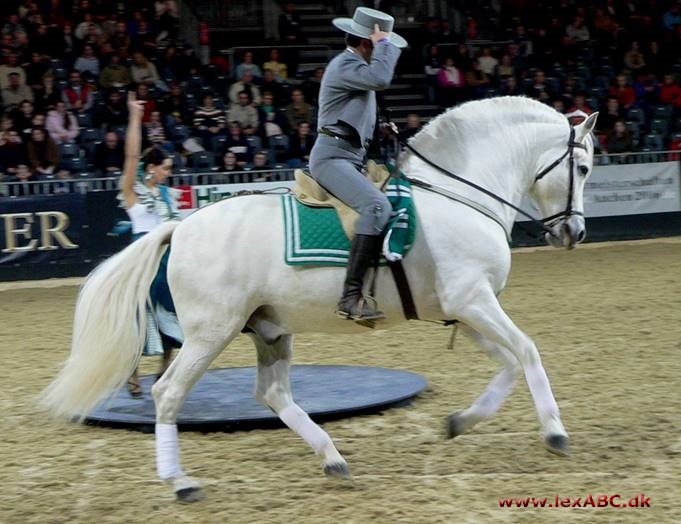 andalusier