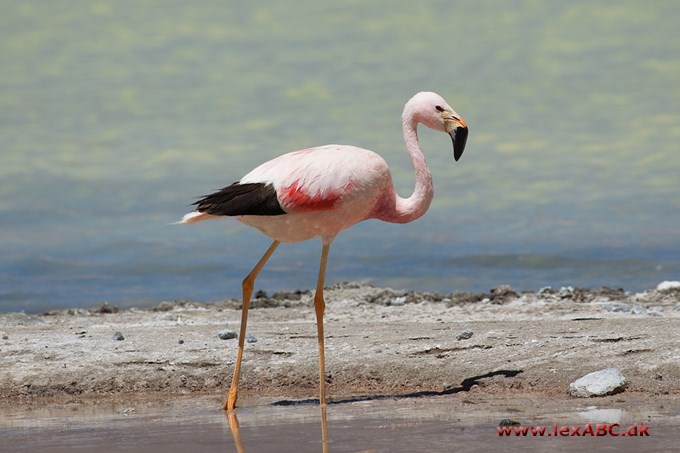 andesflamingo - Phoenicoparrus andinus