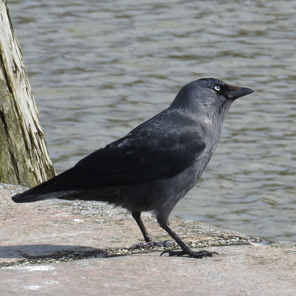 allike - Corvus moneduia