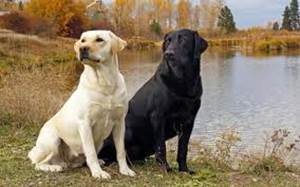 Labrador retriver