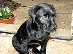 Labrador retriver