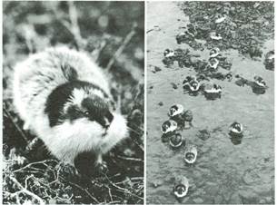 lemming, Lemmus lemmus