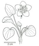 leverurt - Parnassia palustris