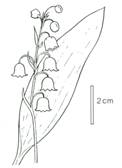 liljekonval - Convallaria majalis