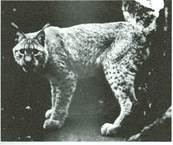 los - Lynx, lynx