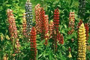 lupin - Lupinus