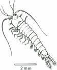 lyskrebs, krill, Euphausiidae