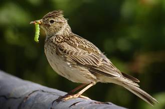 lærker - Alaudidae