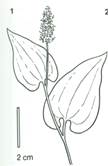 majblomst - Majanthemum bifolium