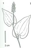 majblomst - Majanthemum bifolium