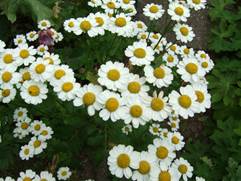 matrem - Tanacetum parthenium