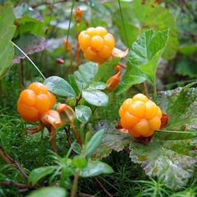 multebær - Rubus chamae morus
