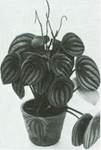 musehaleaks - Peperomia