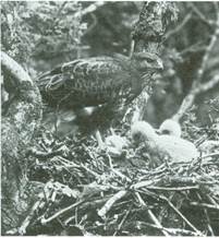 musvåge - Buteo buteo