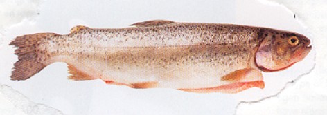 Regnbueørred - Salmo gairdneri - forel